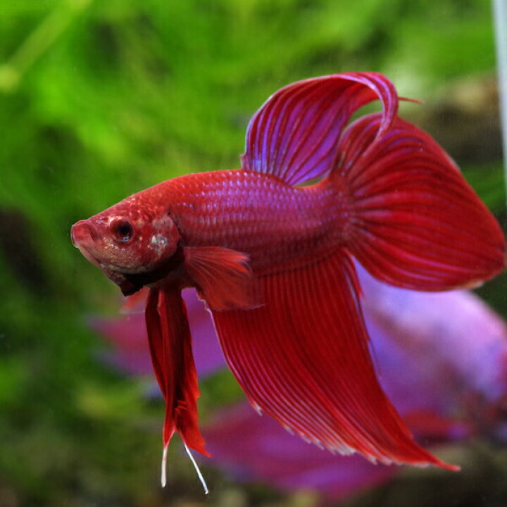 楽天市場 熱帯魚 生体 ベタ トラディショナル オス パステル系 約5cm 1匹 水槽 熱帯魚 観賞魚 飼育 生体 通販 販売 アクアリウム あくありうむ 小型 ネオス 楽天市場店 楽天市場 熱帯魚 生体 ベタ トラディショナル オス パステル系 約5cm 1匹 水槽 熱帯魚 観賞魚 飼育 生体 通販 販売 アクアリウム あくありうむ 小型 ネオス 楽天市場店