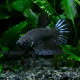 楽天市場 熱帯魚 ベタ 黒 熱帯魚 アクアリウム ペット ペットグッズ の通販