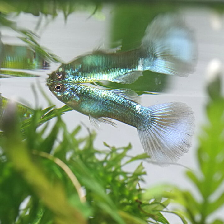 楽天市場 熱帯魚 生体 ダイヤモンドグッピー 外国産 約３cm ３ペア 水槽 熱帯魚 観賞魚 飼育 生体 通販 販売 アクアリウム あくありうむ 小型 ネオス 楽天市場店