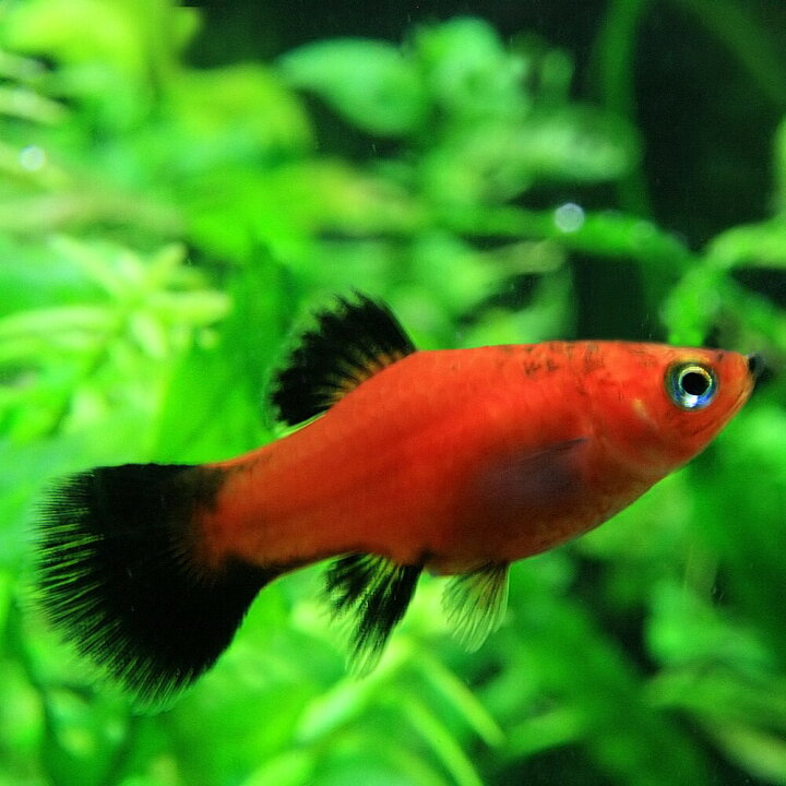 楽天市場 熱帯魚 生体 レッドワグプラティ 約３ ３ ５cm ６匹 水槽 熱帯魚 観賞魚 飼育 生体 通販 販売 アクアリウム あくありうむ 小型 ネオス 楽天市場店