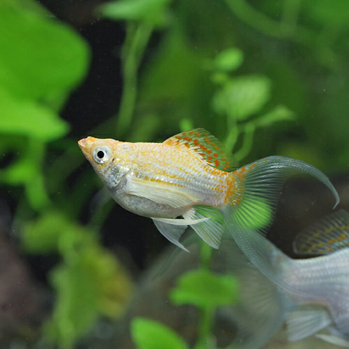 楽天市場 熱帯魚 生体 羽衣 バルーンモーリー 約２ ３cm １匹 水槽 熱帯魚 観賞魚 飼育 生体 通販 販売 アクアリウム あくありうむ 小型 ネオス 楽天市場店