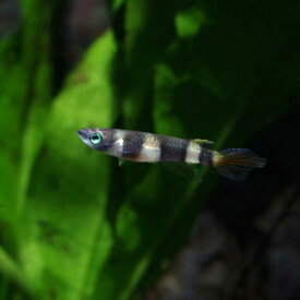 楽天市場 熱帯魚 販売の通販