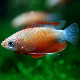 (熱帯魚 生体)レッドグラミー　（約3cm）（20匹）【水槽/熱帯魚/観賞魚/飼育】【生体】【通販/販売】【アクアリウム/あくありうむ】【小型】