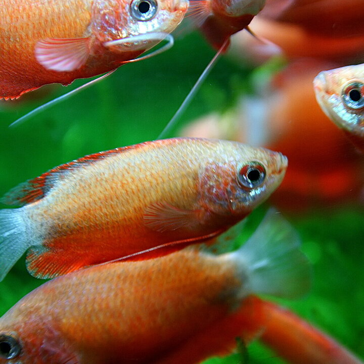コトブキ プランツシード ハイグロspラージ 熱帯魚 飼育 観賞魚 水槽