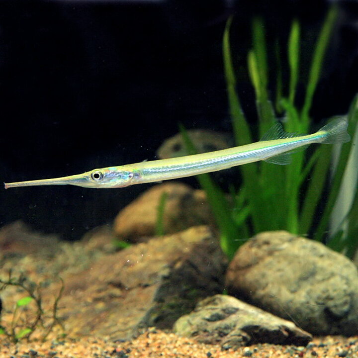 楽天市場 熱帯魚 生体 ニードルガー 約１２ １５cm １匹 水槽 熱帯魚 観賞魚 飼育 生体 通販 販売 アクアリウム あくありうむ 小型 ネオス 楽天市場店