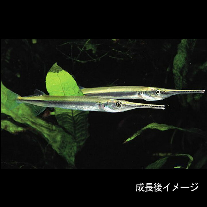 楽天市場 熱帯魚 生体 ニードルガー 約１２ １５cm １匹 水槽 熱帯魚 観賞魚 飼育 生体 通販 販売 アクアリウム あくありうむ 小型 ネオス 楽天市場店