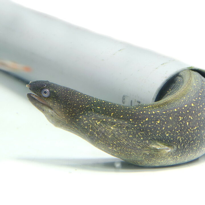楽天市場 熱帯魚 生体 淡水ウツボ 約３０ ５０cm １匹 水槽 熱帯魚 観賞魚 飼育 生体 通販 販売 アクアリウム あくありうむ 小型 ネオス 楽天市場店