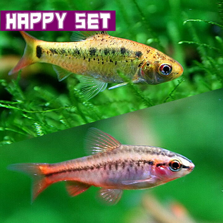 楽天市場 熱帯魚 生体 バリューセット チェリーバルブ 約 ２cm ３匹 ゴールデンバルブ 約２ ３cm ３匹 水槽 熱帯魚 観賞魚 飼育 生体 通販 販売 アクアリウム あくありうむ 小型 ネオス 楽天市場店