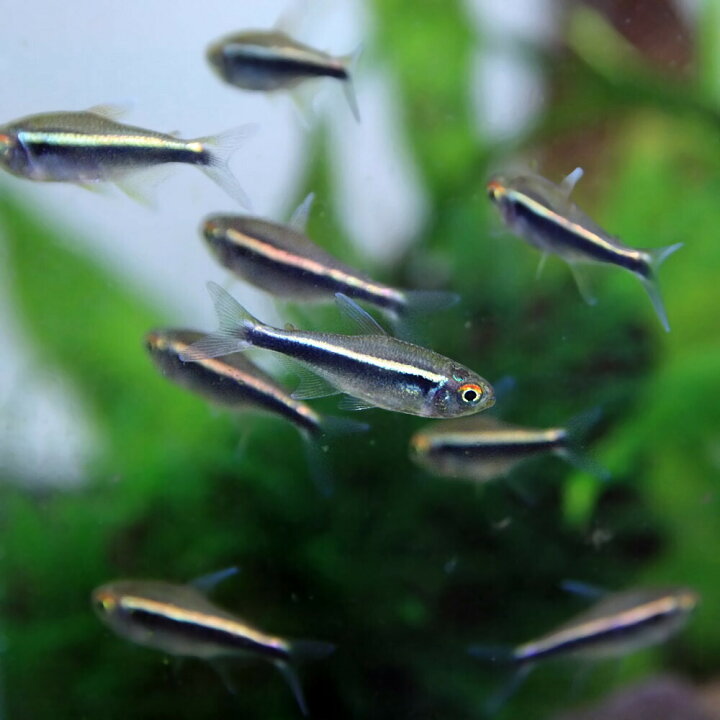 楽天市場 熱帯魚 生体 ブラックネオン 約２cm ２５匹 水槽 熱帯魚 観賞魚 飼育 生体 通販 販売 アクアリウム あくありうむ 小型 ネオス 楽天市場店