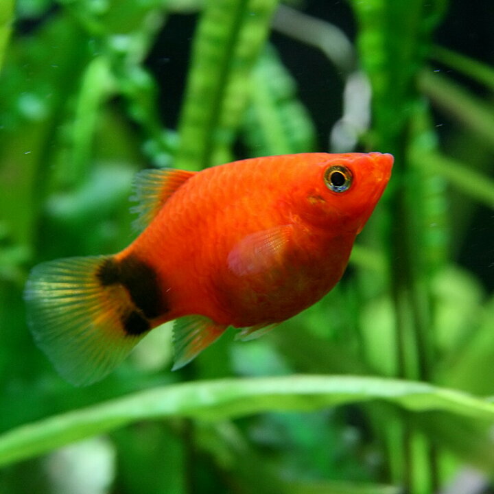 期間限定送料無料 熱帯魚 プラティ レッドミッキーマウスプラティ 2cm 5匹 Shipsctc Org 期間限定送料無料 熱帯魚 プラティ レッドミッキーマウスプラティ 2cm 5匹 Shipsctc Org
