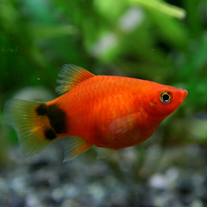期間限定送料無料 熱帯魚 プラティ レッドミッキーマウスプラティ 2cm 5匹 Shipsctc Org 期間限定送料無料 熱帯魚 プラティ レッドミッキーマウスプラティ 2cm 5匹 Shipsctc Org