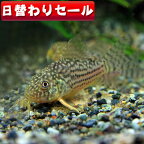 (熱帯魚 生体)( 日替わり限定)コリドラス　ステルバイ【ブリード】　（約2-3cm）（3匹）【水槽/熱帯魚/観賞魚/飼育】【通販/販売】【アクアリウム/あくありうむ】【小型】【熱帯魚 熱帯魚 熱帯魚 熱帯魚 熱帯魚】