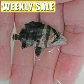 楽天市場 ブロンズ プレコの通販