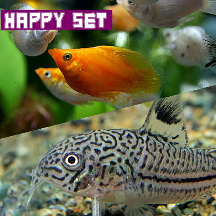 楽天市場】(熱帯魚セット)【ハッピーセット2】ミックスバルーン 