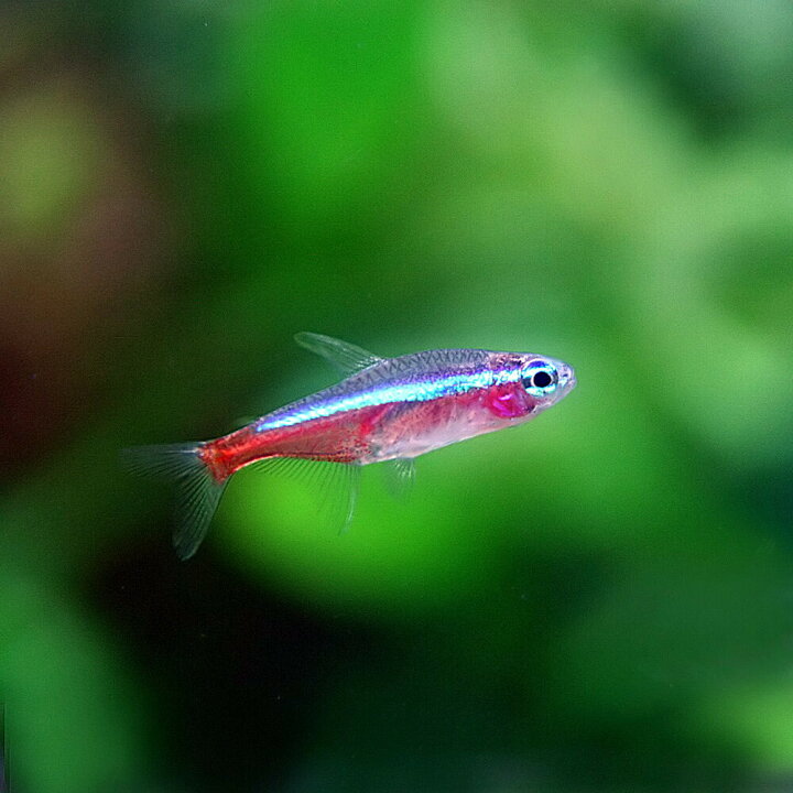 楽天市場 熱帯魚 生体 カージナルテトラ ブリード Mサイズ 約１ ５ ２cm ２００匹 水槽 熱帯魚 観賞魚 飼育 生体 通販 販売 アクアリウム あくありうむ 小型 ネオス 楽天市場店