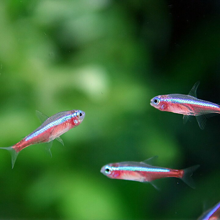 楽天市場 熱帯魚 カージナルテトラ ブリード Mサイズ 約１ ５ ２cm ５０匹 水槽 熱帯魚 観賞魚 飼育 生体 通販 販売 アクアリウム あくありうむ 小型 ネオス 楽天市場店