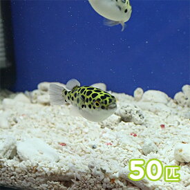 (熱帯魚 生体)ミドリフグ　（約2-3cm）（50匹）【水槽/熱帯魚/観賞魚/飼育】【生体】【通販/販売】【アクアリウム/あくありうむ】【小型】