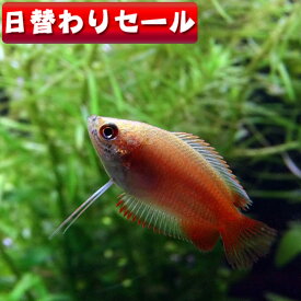 (熱帯魚 生体)( 日替わり限定)ゴールデンハニードワーフグラミー　（約2cm）（3匹）【水槽/熱帯魚/観賞魚/飼育】【通販/販売】【アクアリウム/あくありうむ】【小型】【熱帯魚 熱帯魚 熱帯魚 熱帯魚 熱帯魚】