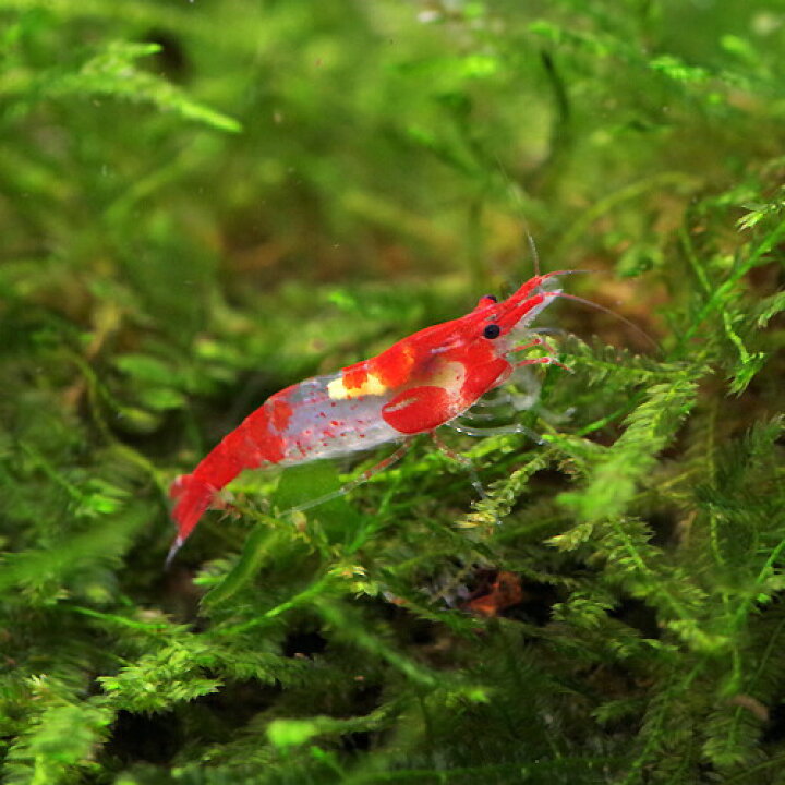 楽天市場 エビ ルリーシュリンプ 約１ ２cm ５匹 水槽 熱帯魚 観賞魚 飼育 生体 通販 販売 アクアリウム あくありうむ 小型 ネオス 楽天市場店