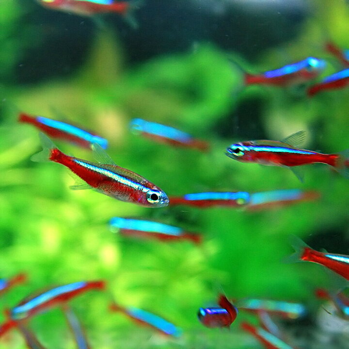 楽天市場 熱帯魚 カージナルテトラ ワイルド Smサイズ 約１ ５cm １００匹 水槽 熱帯魚 観賞魚 飼育 生体 通販 販売 アクアリウム あくありうむ 小型 ネオス 楽天市場店
