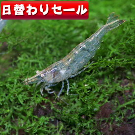 楽天市場 ミナミヌマエビ 飼育 セット 熱帯魚 アクアリウム ペット ペットグッズ の通販 楽天市場 ミナミヌマエビ 飼育 セット 熱帯魚 アクアリウム ペット ペットグッズ の通販