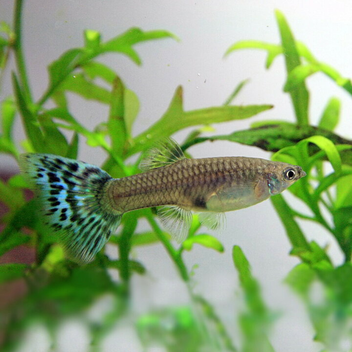 楽天市場 熱帯魚 生体 オールドファッションブルーモザイクグッピー 国産 約３cm １ペア 水槽 熱帯魚 観賞魚 飼育 生体 通販 販売 アクアリウム あくありうむ ネオス 楽天市場店