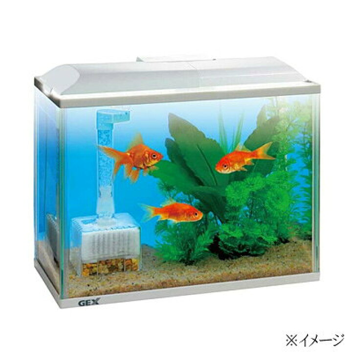 楽天市場 Gex 金魚元気水きれいセット S 水槽セット 飼育セット 水槽 熱帯魚 観賞魚 飼育 セット水槽 オブジェ 生体 通販 販売 アクアリウム あくありうむ 小型 ネオス 楽天市場店