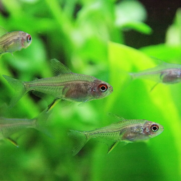 楽天市場 熱帯魚 生体 レモンテトラ 約２cm １０匹 水槽 熱帯魚 観賞魚 飼育 生体 通販 販売 アクアリウム あくありうむ 小型 ネオス 楽天市場店