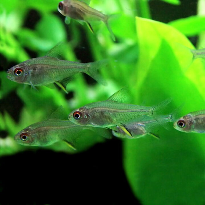 楽天市場 熱帯魚 生体 レモンテトラ 約２cm ３０匹 水槽 熱帯魚 観賞魚 飼育 生体 通販 販売 アクアリウム あくありうむ 小型 ネオス 楽天市場店