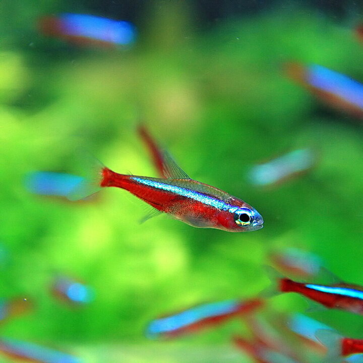 楽天市場 熱帯魚 生体 カージナルテトラ ｌサイズ 約２ ５ ３cm ５匹 水槽 熱帯魚 観賞魚 飼育 生体 通販 販売 アクアリウム あくありうむ 小型 ネオス 楽天市場店
