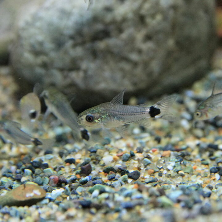 楽天市場 熱帯魚 生体 コリドラス ハステータス 約１ ５cm ２０匹 超小型 種 水槽 熱帯魚 観賞魚 飼育 生体 通販 販売 アクアリウム あくありうむ 小型 ネオス 楽天市場店