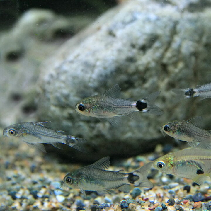 楽天市場 熱帯魚 生体 コリドラス ハステータス 約１ ５cm ３匹 超小型 種 水槽 熱帯魚 観賞魚 飼育 生体 通販 販売 アクアリウム あくありうむ 小型 ネオス 楽天市場店