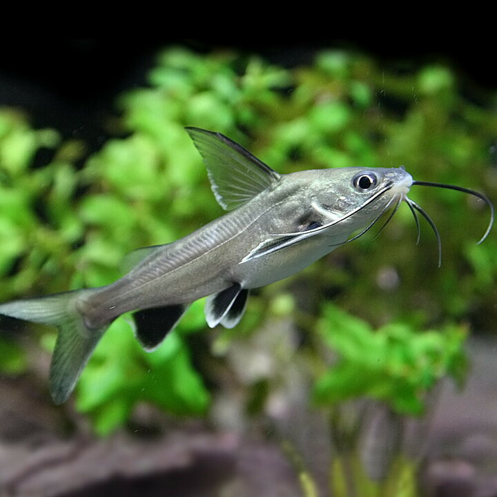 楽天市場 熱帯魚 生体 サウスアメリカンシャーク 約６cm １匹 水槽 熱帯魚 観賞魚 飼育 生体 通販 販売 アクアリウム あくありうむ 小型 ネオス 楽天市場店