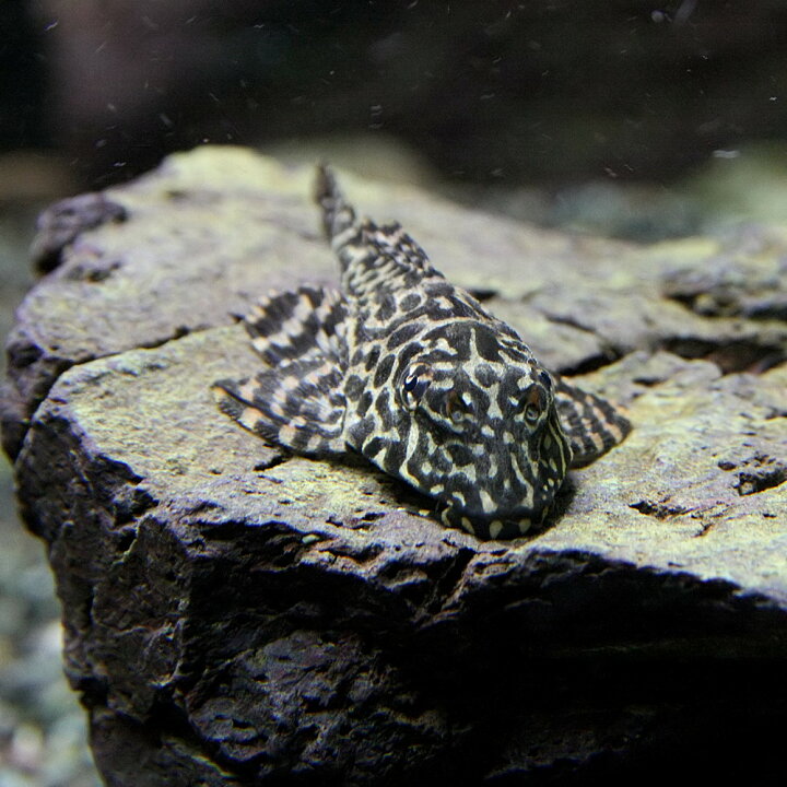 楽天市場 熱帯魚 生体 オレンジスポットセルフィンプレコ 約５cm １匹 水槽 熱帯魚 観賞魚 飼育 生体 通販 販売 アクアリウム あくありうむ 小型 ネオス 楽天市場店