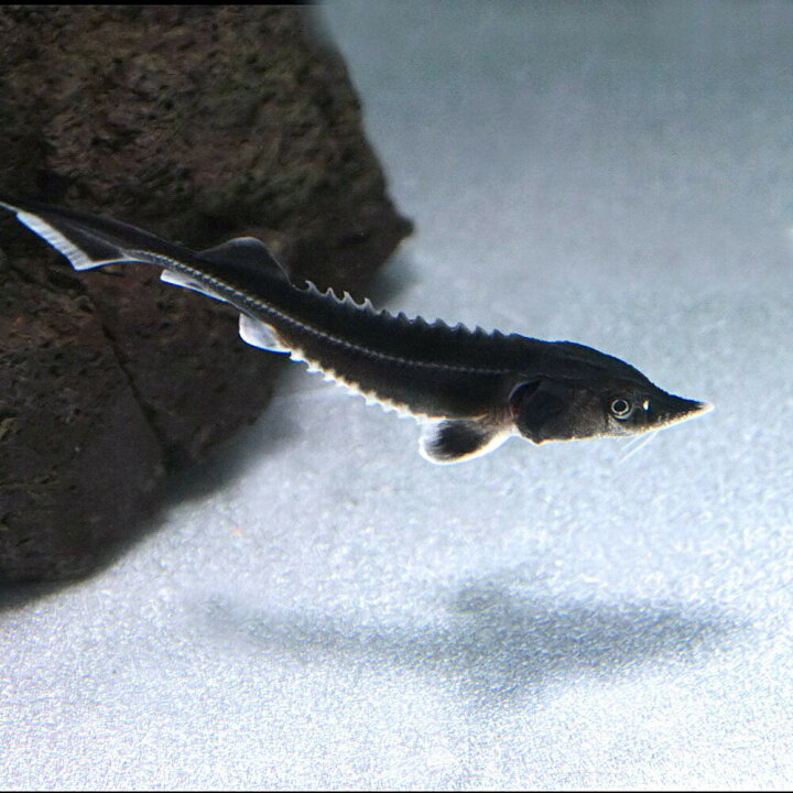 楽天市場 熱帯魚 生体 ベステルチョウザメ 約７cm １匹 水槽 熱帯魚 観賞魚 飼育 生体 通販 販売 アクアリウム あくありうむ 小型 ネオス 楽天市場店