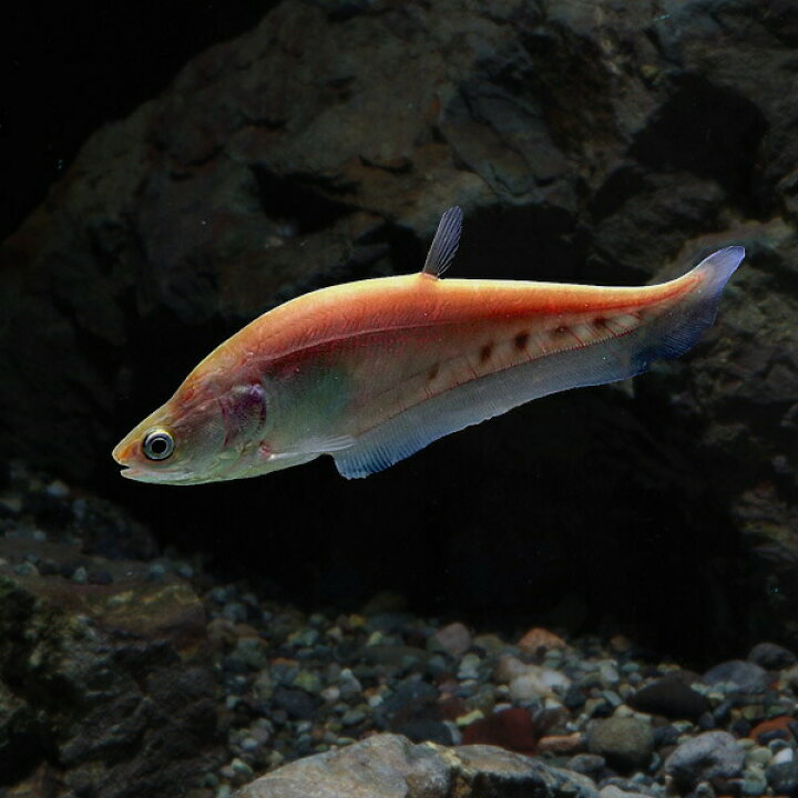 楽天市場】(熱帯魚 生体)アルビノナイフ （約8cm）（1匹）【水槽 