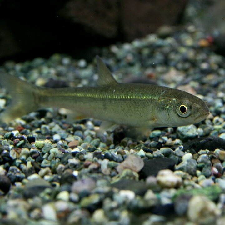 楽天市場 日淡 アブラハヤ 約４ ５cm ３匹 水槽 熱帯魚 観賞魚 飼育 生体 通販 販売 アクアリウム あくありうむ 小型 ネオス 楽天市場店