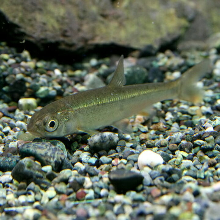 楽天市場 日淡 アブラハヤ 約４ ５cm ３匹 水槽 熱帯魚 観賞魚 飼育 生体 通販 販売 アクアリウム あくありうむ 小型 ネオス 楽天市場店