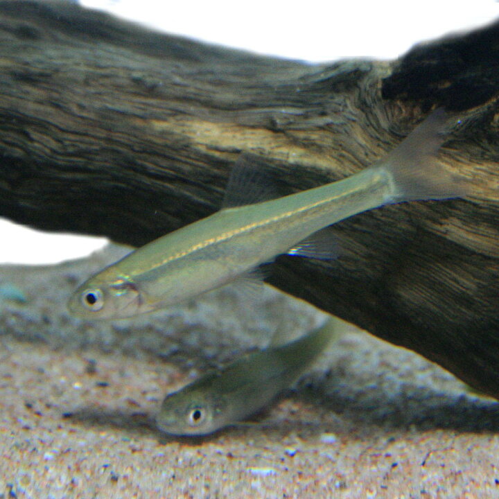 楽天市場 日淡 アブラハヤ 約４ ５cm ３匹 水槽 熱帯魚 観賞魚 飼育 生体 通販 販売 アクアリウム あくありうむ 小型 ネオス 楽天市場店