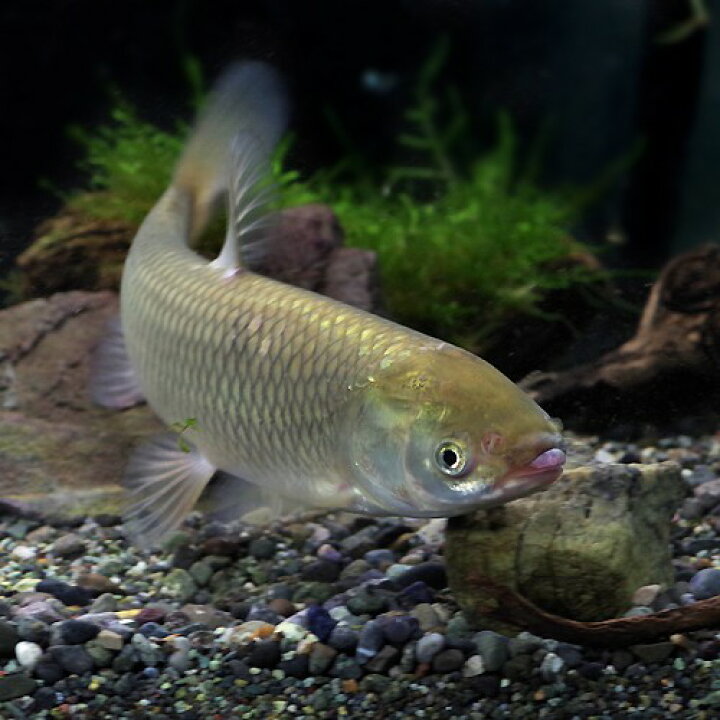 楽天市場】(日淡)ソウギョ （約20cm）（1匹）【水槽/熱帯魚/観賞魚 