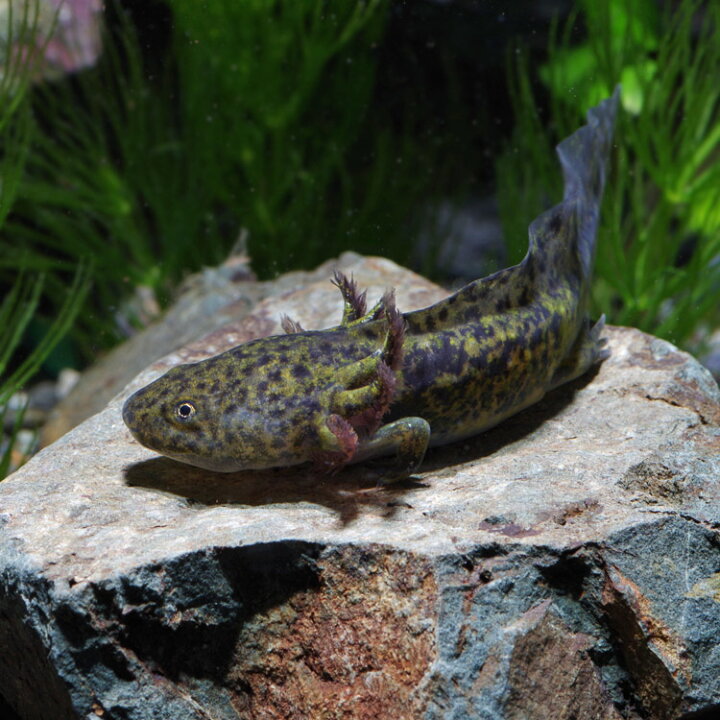 楽天市場 両生類 ウーパールーパー マーブル 約4 5cm １匹 水槽 熱帯魚 観賞魚 飼育 生体 通販 販売 アクアリウム あくありうむ ネオス 楽天市場店