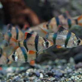 楽天市場 スマトラ 熱帯魚 アクアリウム ペット ペットグッズ の通販
