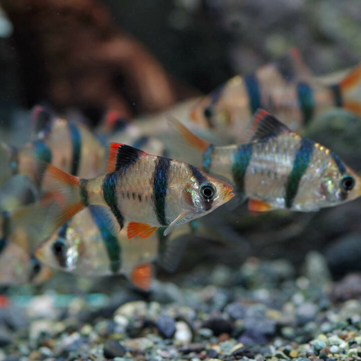 楽天市場 熱帯魚 生体 スマトラ 約２cm ３匹 水槽 熱帯魚 観賞魚 飼育 生体 通販 販売 アクアリウム あくありうむ 小型 ネオス 楽天市場店