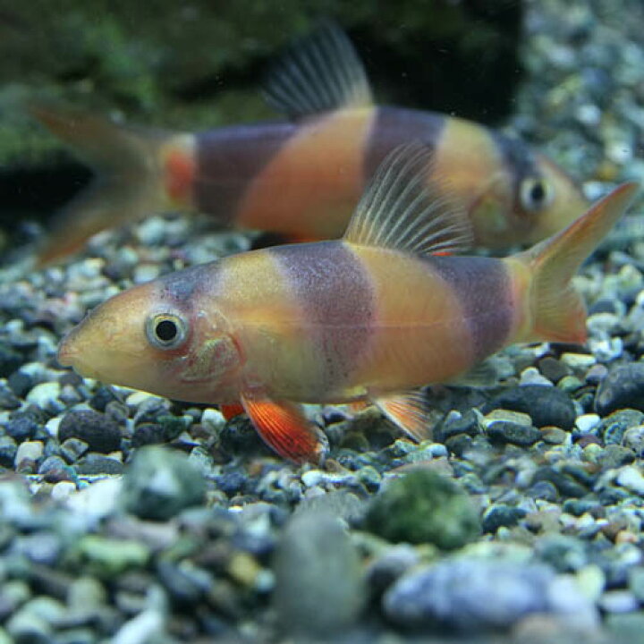 楽天市場 熱帯魚 生体 クラウンローチ 約３ ４cm １匹 水槽 熱帯魚 観賞魚 飼育 生体 通販 販売 アクアリウム あくありうむ 小型 ネオス 楽天市場店