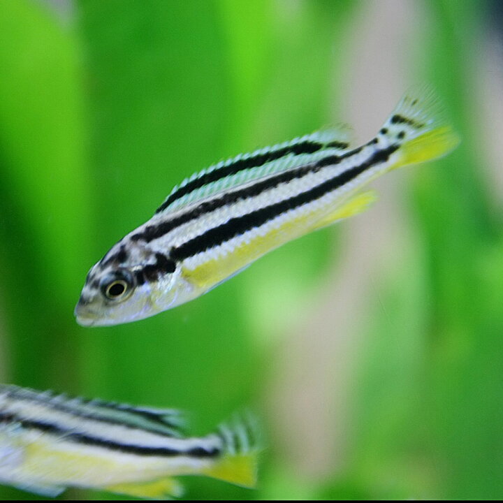 楽天市場 熱帯魚 イエローストライプシクリッド 約２ ３cm ４匹 水槽 熱帯魚 観賞魚 飼育 生体 通販 販売 アクアリウム あくありうむ 小型 ネオス 楽天市場店