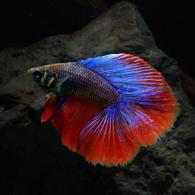 楽天市場 熱帯魚 ベタの通販