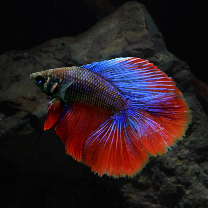 楽天市場 熱帯魚 生体 ベタ ダブルテール オス 色おまかせ 約４ ５cm １匹 水槽 熱帯魚 観賞魚 飼育 生体 通販 販売 アクアリウム あくありうむ 小型 ネオス 楽天市場店