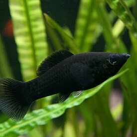 (熱帯魚 生体)ブラックモーリー　（約3-4cm）（6匹）【水槽/熱帯魚/観賞魚/飼育】【生体】【通販/販売】【アクアリウム/あくありうむ】【小型】