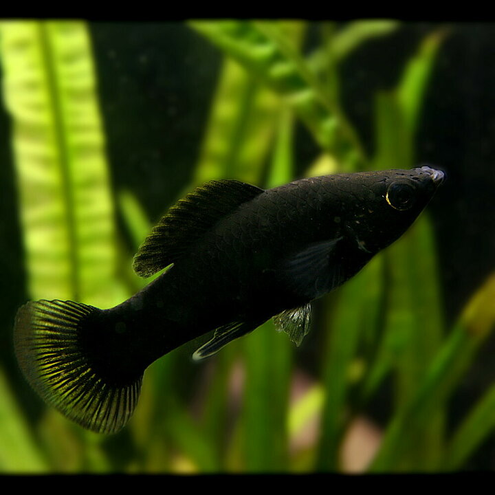 楽天市場 熱帯魚 生体 ブラックモーリー 約３ ４cm ６匹 水槽 熱帯魚 観賞魚 飼育 生体 通販 販売 アクアリウム あくありうむ 小型 ネオス 楽天市場店