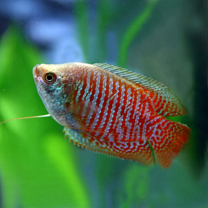 楽天市場 熱帯魚 生体 ドワーフグラミー 約４cm １ペア 水槽 熱帯魚 観賞魚 飼育 生体 通販 販売 アクアリウム あくありうむ 小型 ネオス 楽天市場店